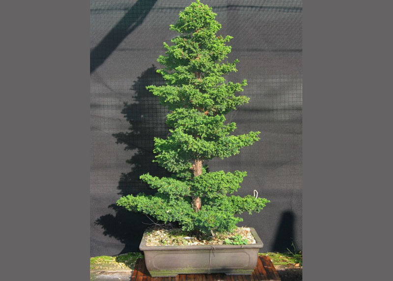 bonsai-from-seed-10year 10 năm tuổi