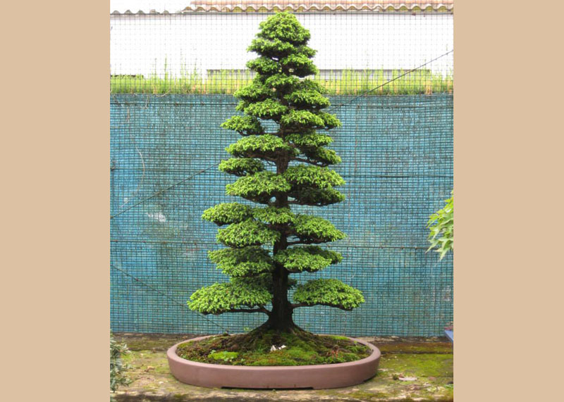 bonsai-from-seed-18year Cây Bonsai sau 18 năm