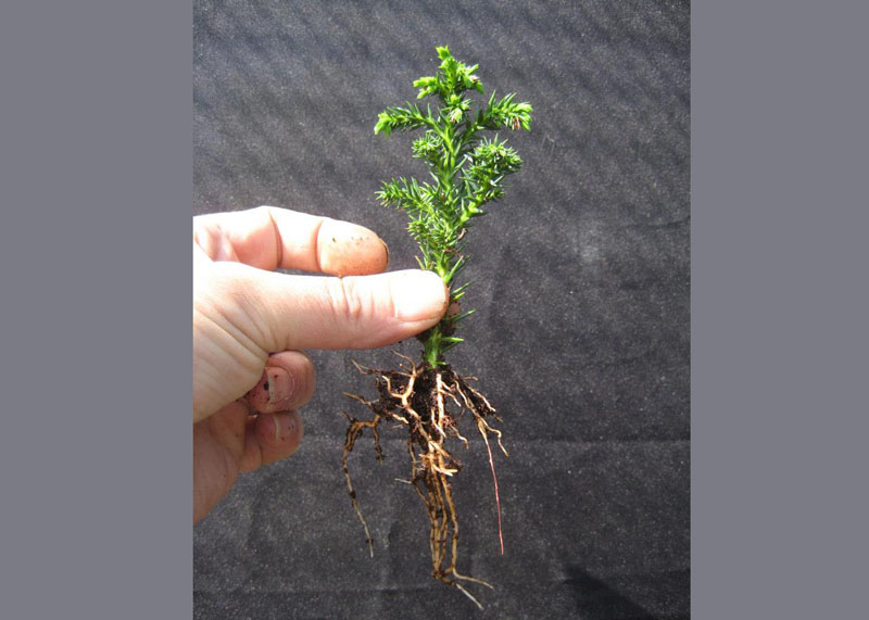 bonsai-from-seed-1year Cây Bonsai 1 năm tuổi