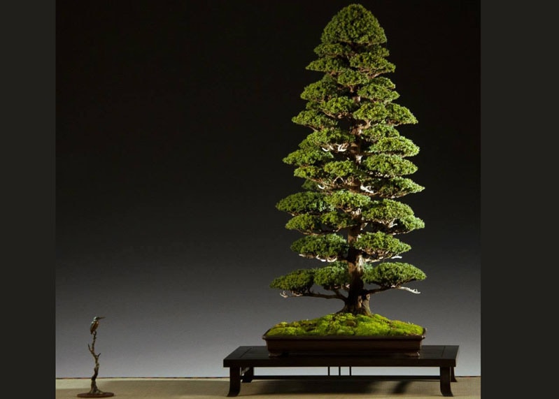 bonsai-from-seed-22year 22 năm tuổi
