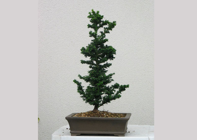 bonsai-from-seed-5year Bonsai 5 năm tuổi