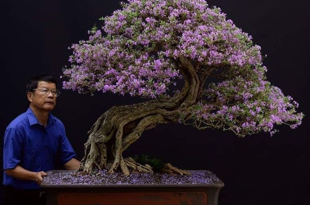 bonsai-species-linh-sam Linh Sam
