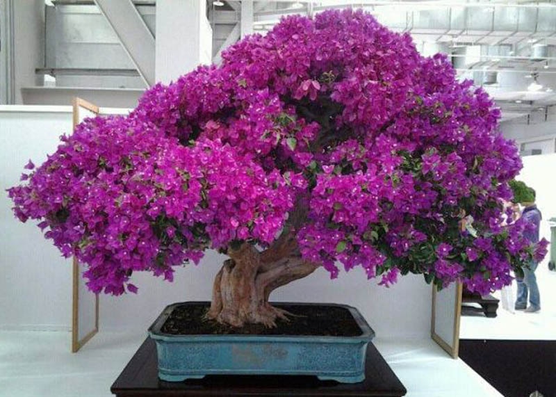 bougainvillea01-purple-flowers Cây bonsai hoa giấy