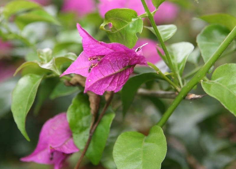 bougainvillea02-foliage Lá cây hoa giây
