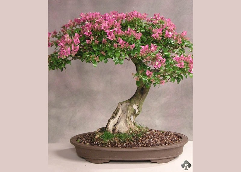 bougainvillea03 Bonsai hoa giấy