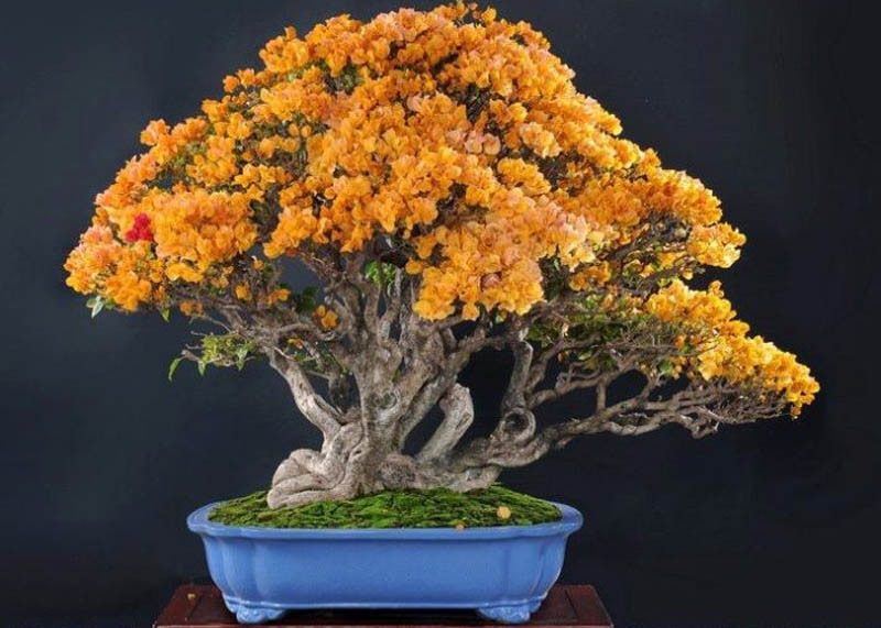 bougainvillea04-orange-flowering-bonsai Hoa giấy màu cam