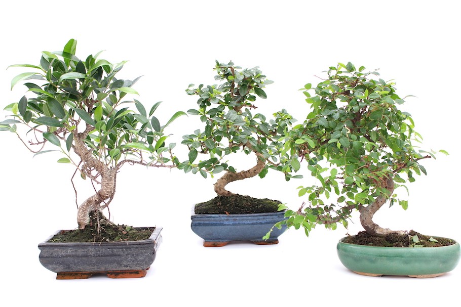 buying-01-indoor-bonsai Bonsai trong nhà
