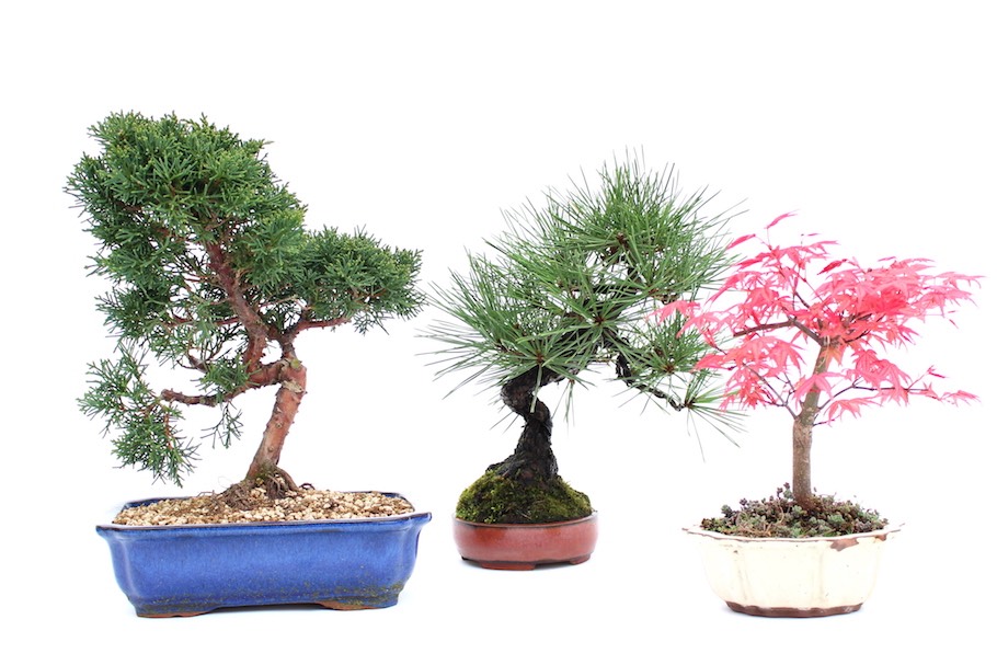 buying-02-outdoor-bonsai-1 Cây Bonsai ngoài trời