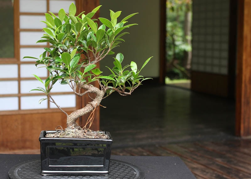 ficus01-retusa-small Cây bonsai sanh