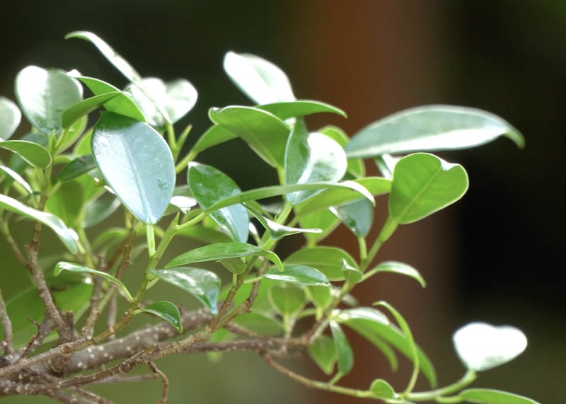 ficus02-leaves Lá cây sanh