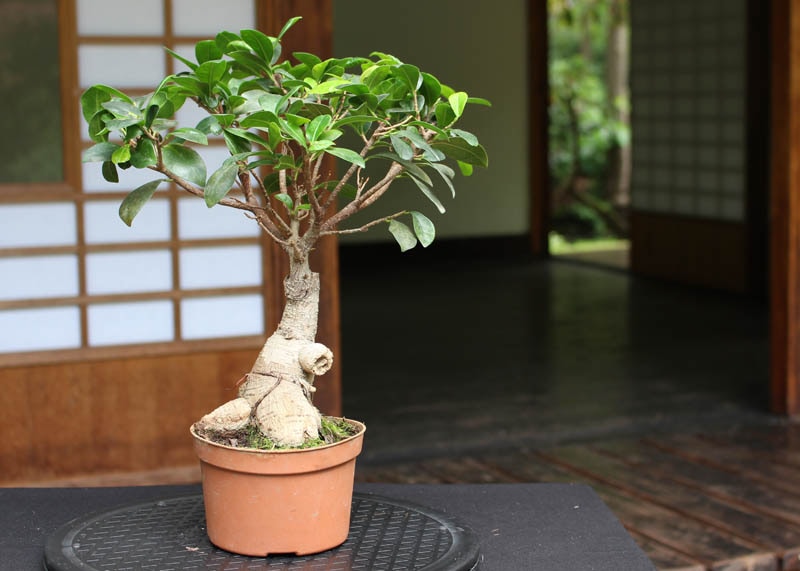 ficus03-ginseng Bonsai Ficus ginseng