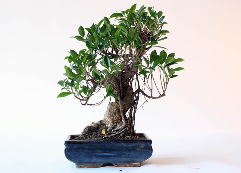 ficus04-retusa-large Ficus retusa lớn với bộ rễ trên không