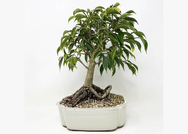 ficus05-willow-leaf Bonsai sanh lá liễu