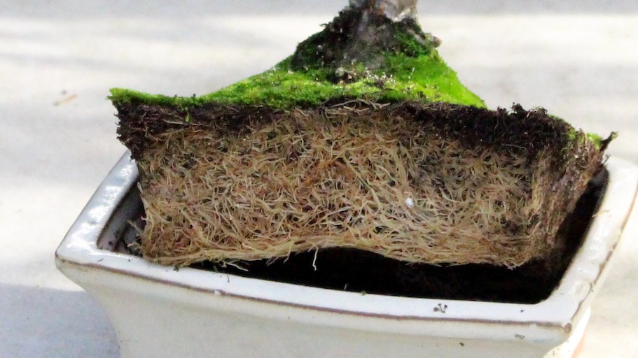 howto-repotting-closeup Rễ cây Bonsai