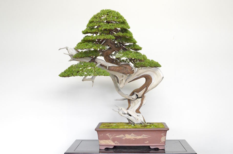 jin-example-03 Juniper Bonsai tree