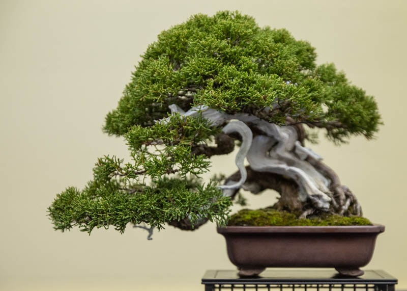 juniper01 Cây bonsai bách xù