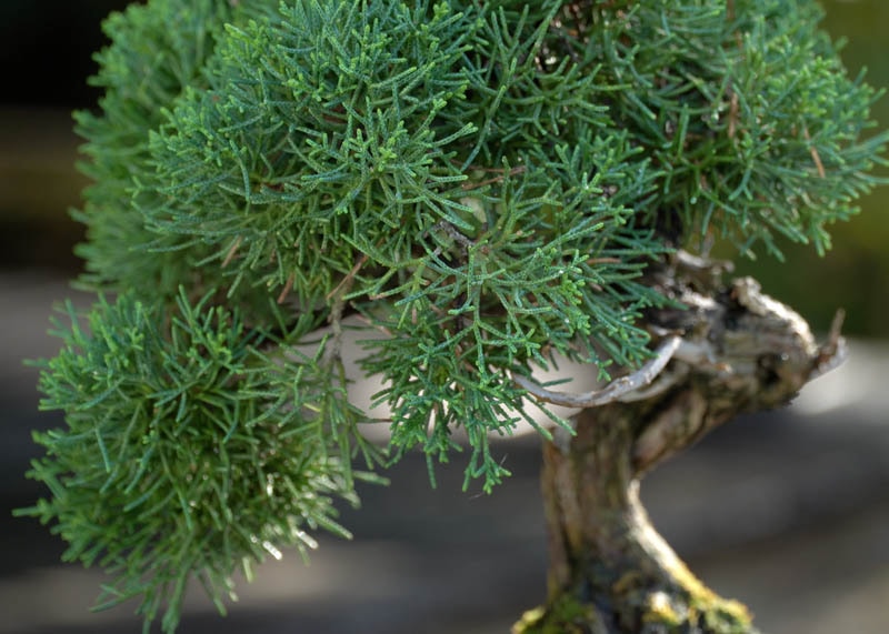 juniper02-foliage Tán lá cây bách xù