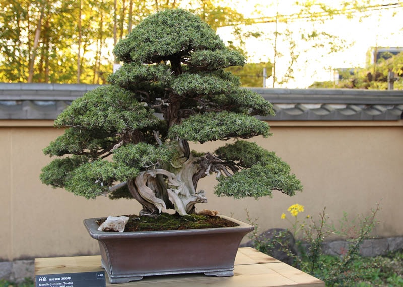 juniper03-needle-juniper-tosho Bonsai bách xù kim