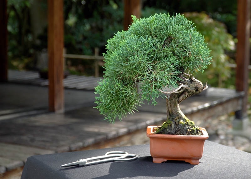 juniper05-chinese-juniper Bách xù Trung Quốc (Juniperus chinensis)