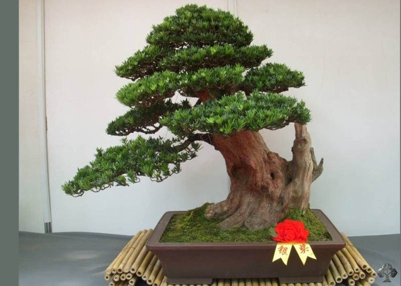 podocarpus01 Cây bonsai chi Thông tre