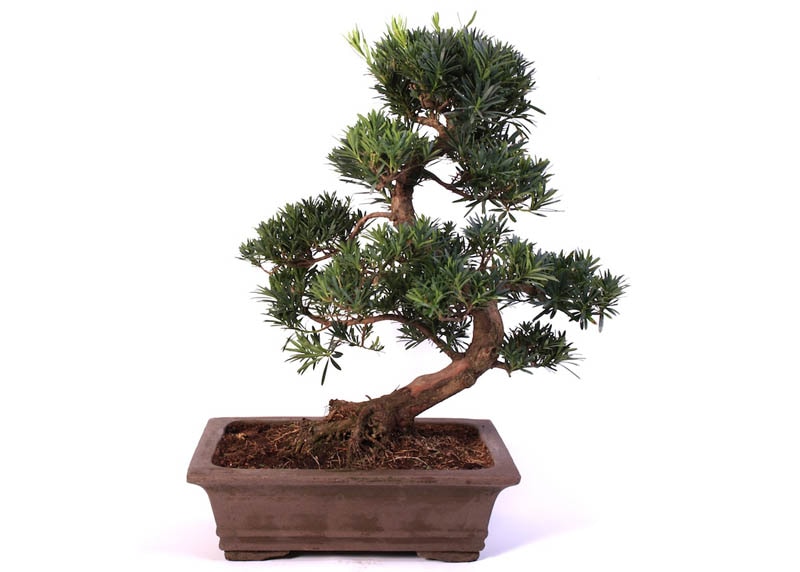 podocarpus03-bonsai Bonsai La hán tùng