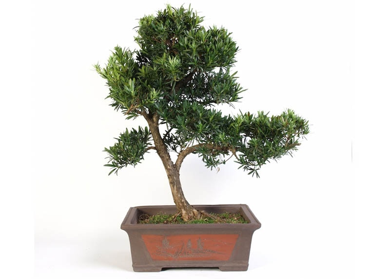 podocarpus04-bonsai-tree Bonsai chi Thông tre