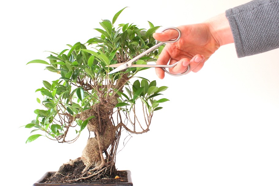 pruning-02-ficus Tỉa một cây Bonsai thuộc Chi Sung (Chi Ficus)