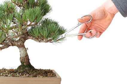 pruning-05-pine-wrong Tỉa cành thông (sai)