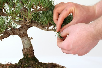pruning-06-pine-pinching Ngắt cành thông (đúng)