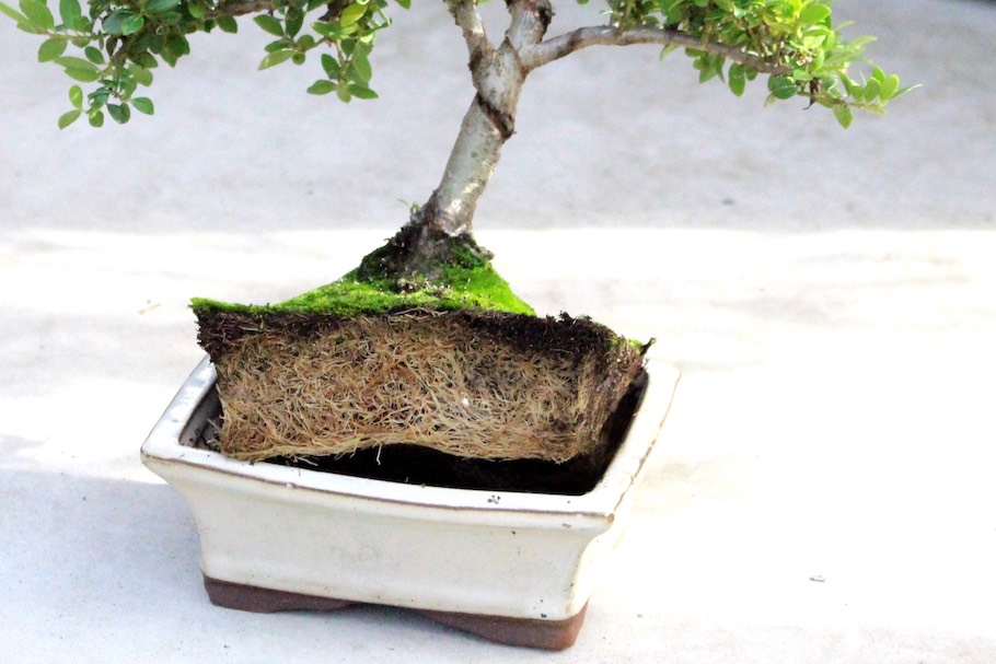 Cây Bonsai có rễ kín chậu