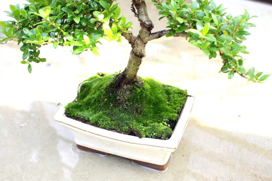 Tưới cây Bonsai
