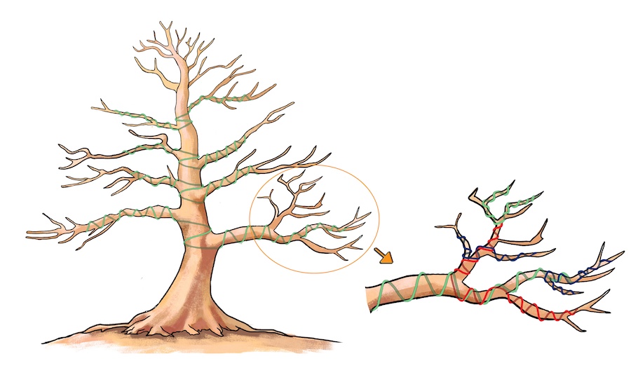 wiring-bonsai-trees-illustration Minh họa quấn cành cho cây Bonsai