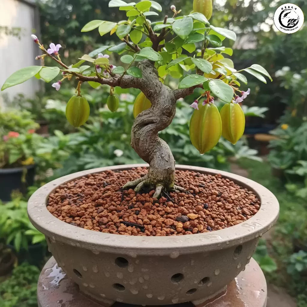 Đảm bảo đất trồng khế bonsai có khả năng thoát nước tuyệt vời để tránh thối rễ