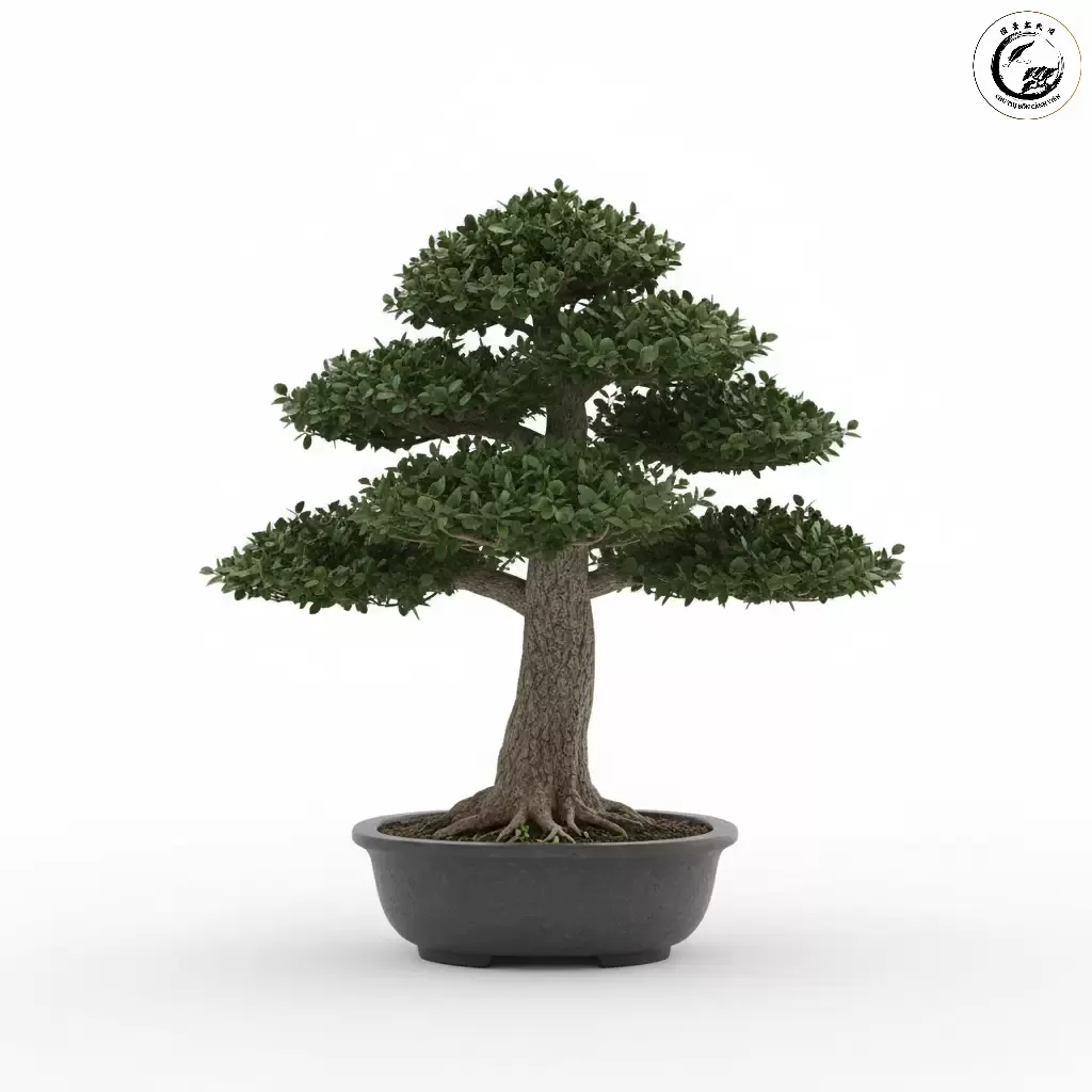 Bonsai Dáng Trực Chokkan thể hiện sự uy nghiêm vững chãi và kết nối giữa trời đất