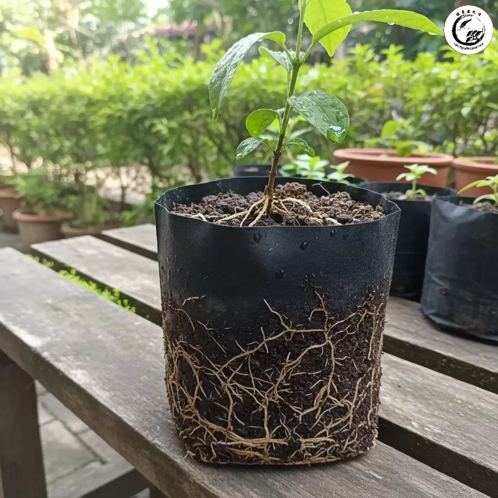 Sau khi ra rễ ổn định cây con cần được chuyển sang chậu lớn hơn