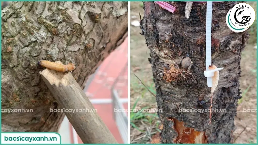Những lỗ nhỏ đùn mạt cưa là dấu hiệu rõ ràng nhất cho thấy cây đang bị sâu đục thân tấn công