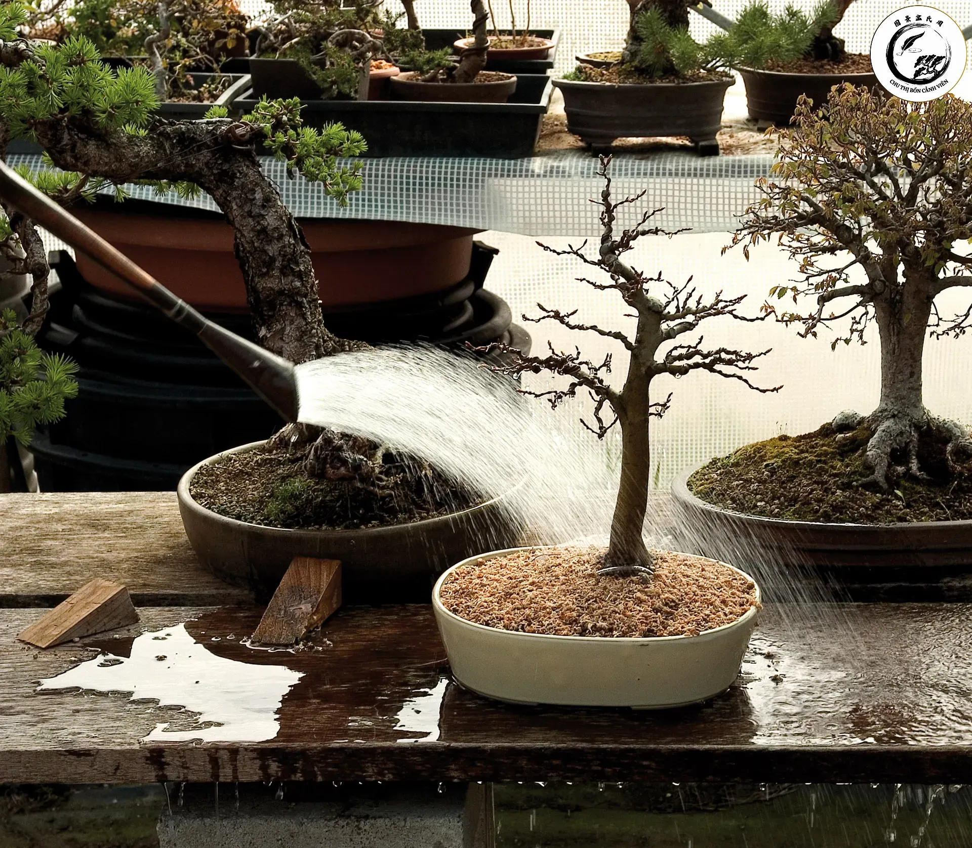 Tưới nước vào buổi sáng ấm áp giúp cung cấp độ ẩm cần thiết và giảm nguy cơ đóng băng rễ