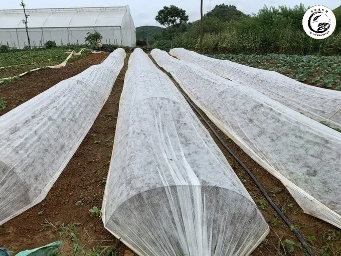 Kỹ thuật trải màng phủ nông nghiệp đúng cách để tối ưu hóa khả năng giữ nhiệt