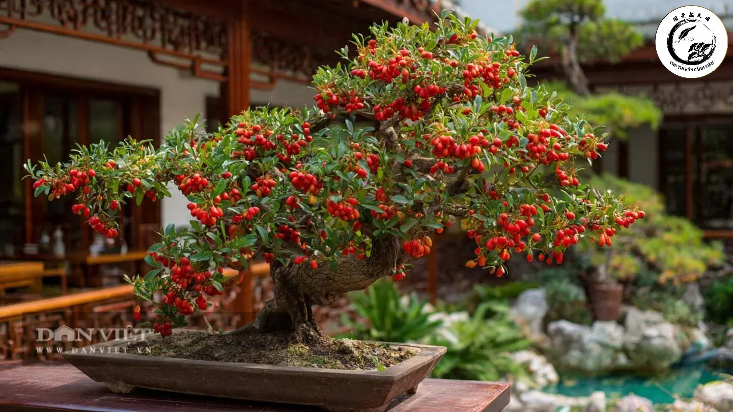 Sắc đỏ đặc trưng của lộc non là điểm nhấn đắt giá nhất của dòng nhãn bonsai này