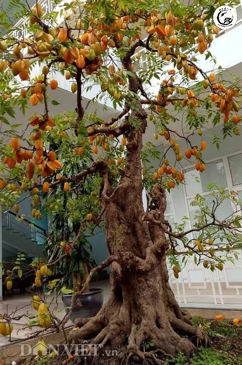 Cây Bonsai Khế Nhật với những chùm quả vàng óng ả mang lại vẻ đẹp đẳng cấp cho không gian sống