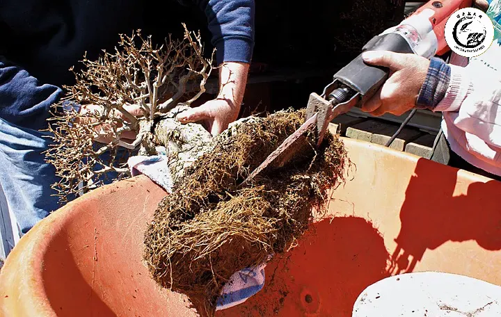 Kỹ thuật cắt tỉa loại bỏ rễ thối để cứu cây bonsai
