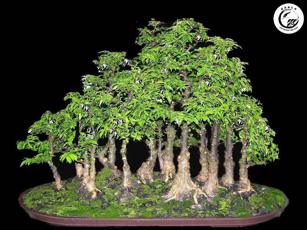 Vẻ đẹp hùng vĩ và chiều sâu của bố cục cây lớn nhỏ cụm rừng tự nhiên