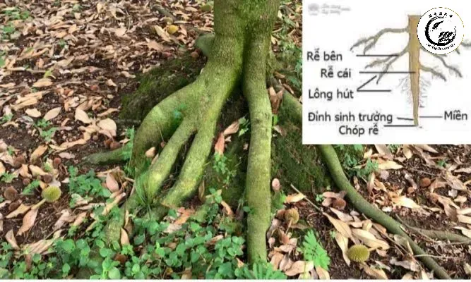 Hệ thống rễ phát triển sâu và rộng giúp cây đứng vững và hấp thụ dinh dưỡng tốt hơn