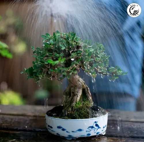 1-watering Kỹ thuật tưới nước vào mùa đông đòi hỏi sự tinh tế để tránh gây úng hoặc khô rễ
