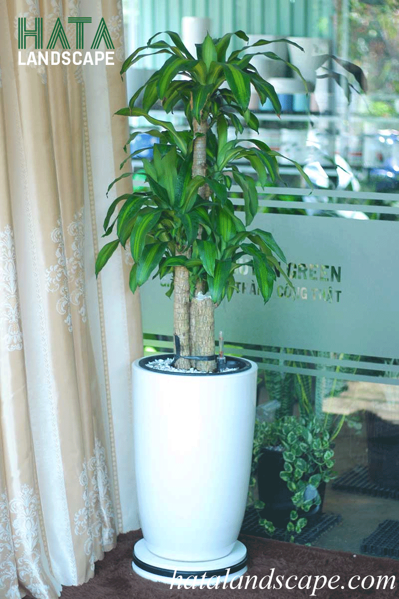 Sự hiện diện của cây xanh giúp điều hòa năng lượng và kích hoạt tài lộc cho gia chủ