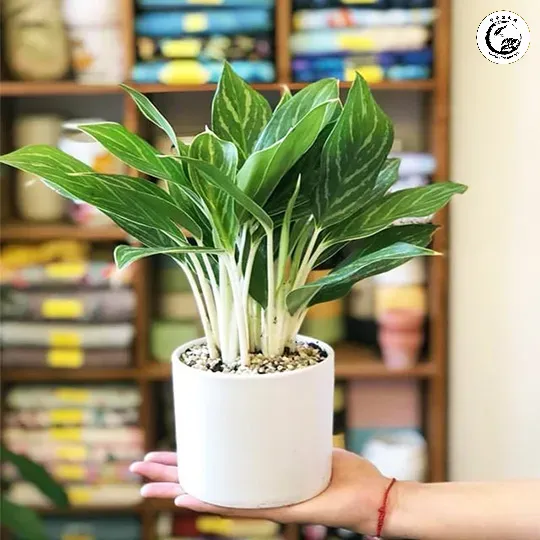 Cây bạch mã hoàng tử mini vượng khí là điểm nhấn hoàn hảo cho không gian làm việc chuyên nghiệp