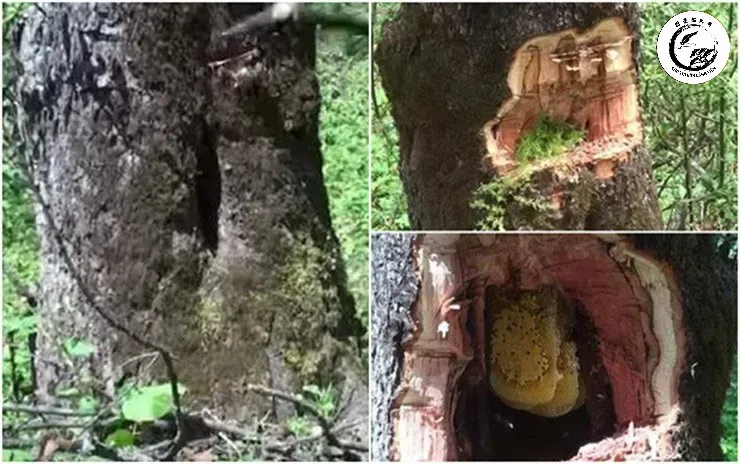Các mảng nấm mốc lâu ngày có thể gây tổn thương nghiêm trọng đến cấu trúc vỏ cây