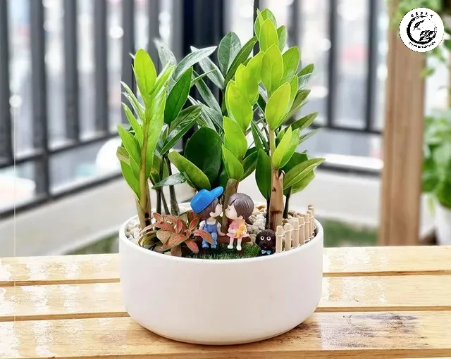 Xu hướng trang trí Kim Tiền bonsai cho văn phòng 2026 mang lại vẻ đẹp đẳng cấp và chuyên nghiệp