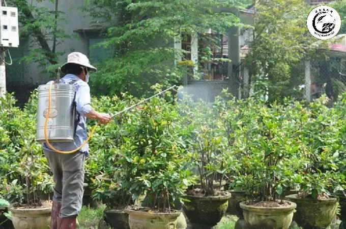 Phun thuốc đặc trị định kỳ là bước quan trọng trong quy trình xử lý nấm hồng