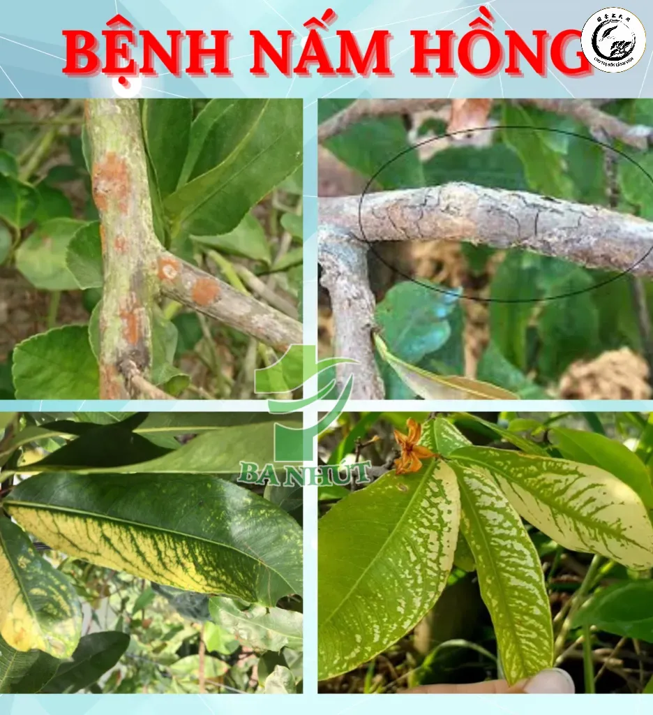 Bệnh nấm hồng gây hại nghiêm trọng trên các chi cành của cây mai vàng